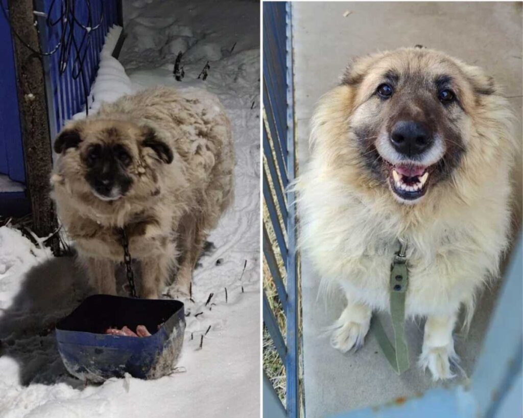 Before & After: Heartwarming Photos of Rescued Animals