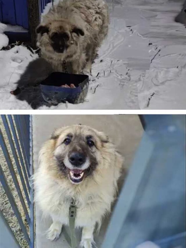 Heartwarming Photos of Rescued Animals: Before & After