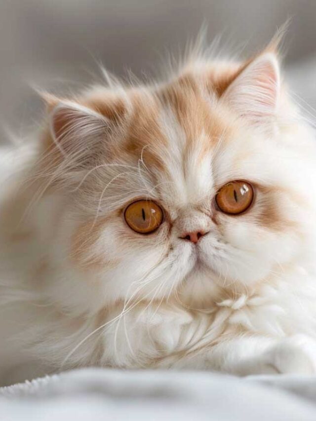 Top 10 Cutest Cat Breeds You’ll Love