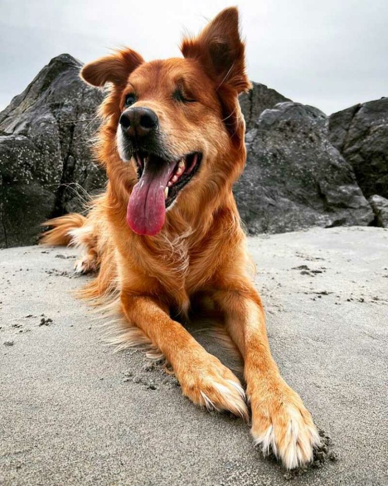 Exploring the German Shepherd Golden Retriever Mix