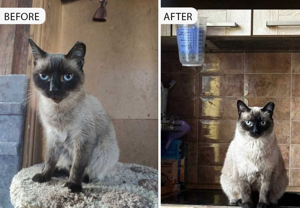 From Kitten Mill to Pampered Pet: Lusia's Remarkable Rescue Journey