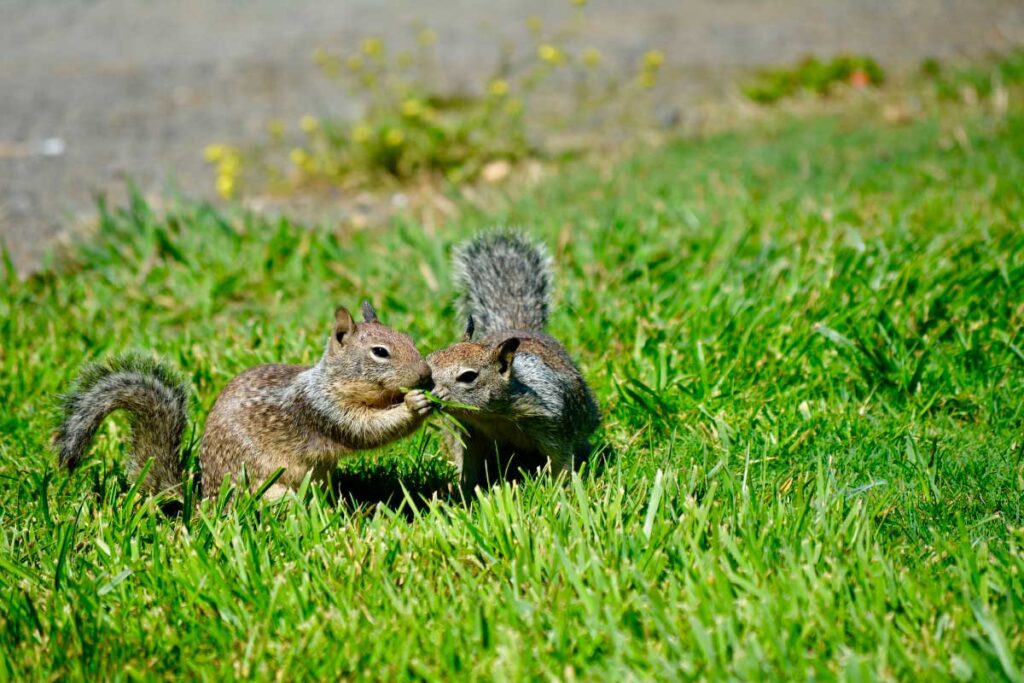 Identify Signs of Wildlife Infestation