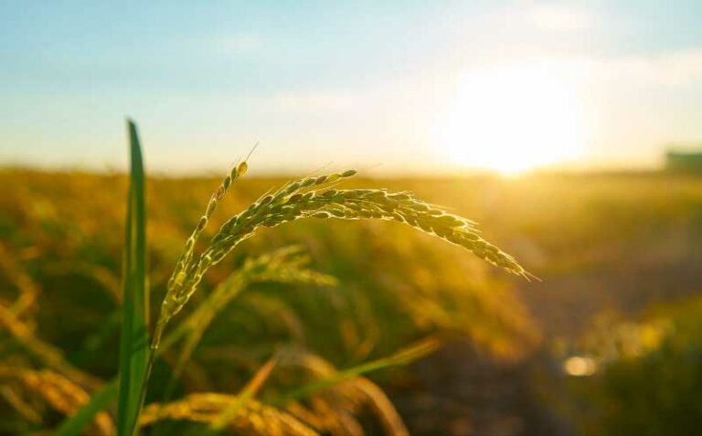 Insuring Your Farm for a Peaceful Harvest: Farm & Agriculture