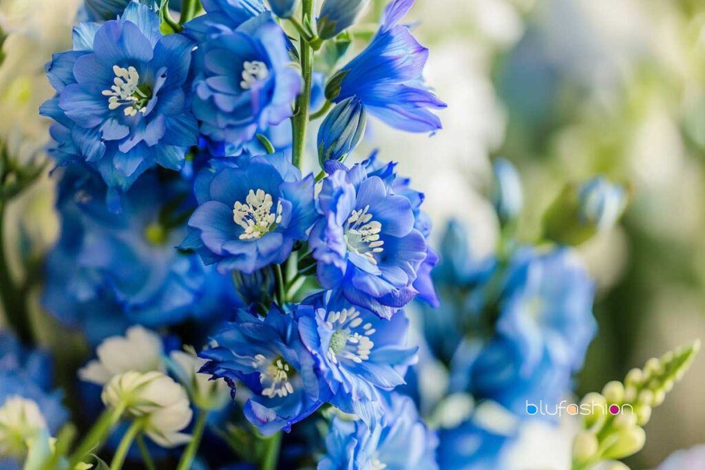 Birth Month Flowers for July is Larkspur