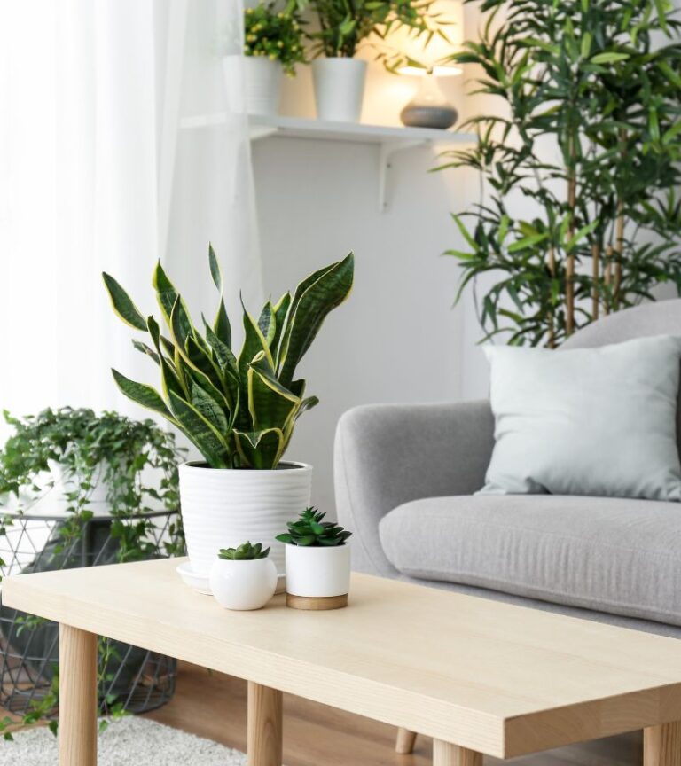 Indoor Plant Decoration Ideas for Your Living Room