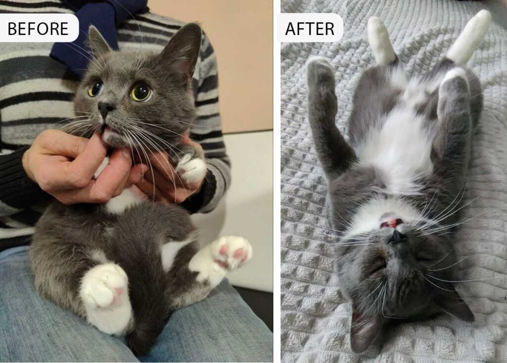 Belly Rubs Galore: Lewa's Joyful Adoption Journey