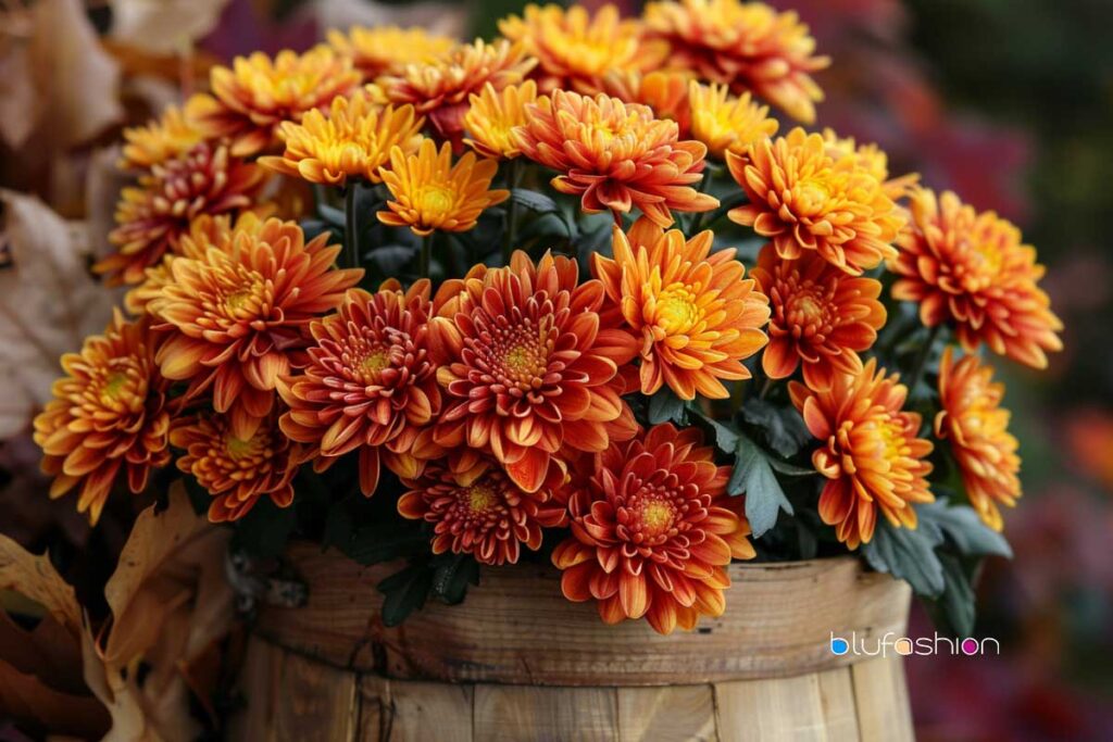 Birth Month Flower: November - Chrysanthemum