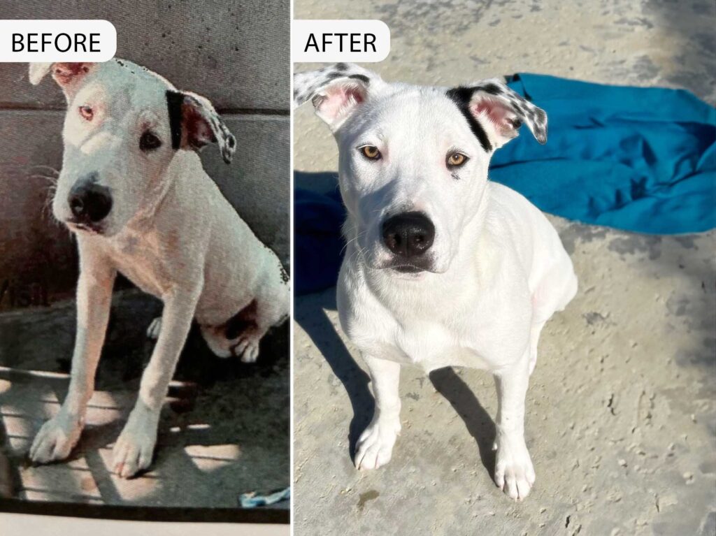 One Dog's Story Shows the Beauty of Second Chances