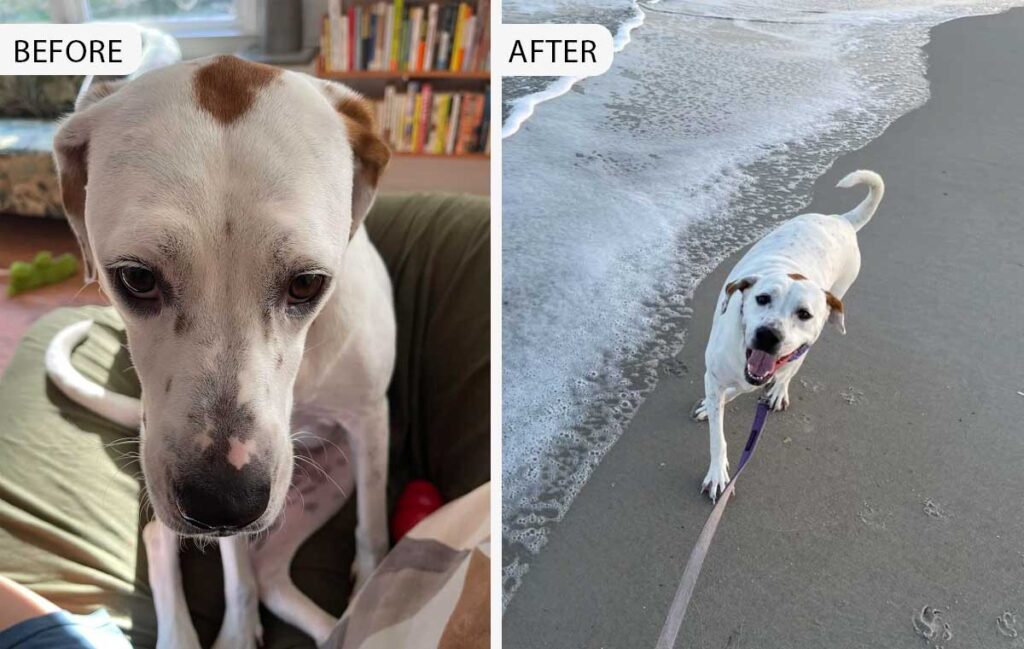 Shy Pup Blooms Thanks to Patient and Loving Owner