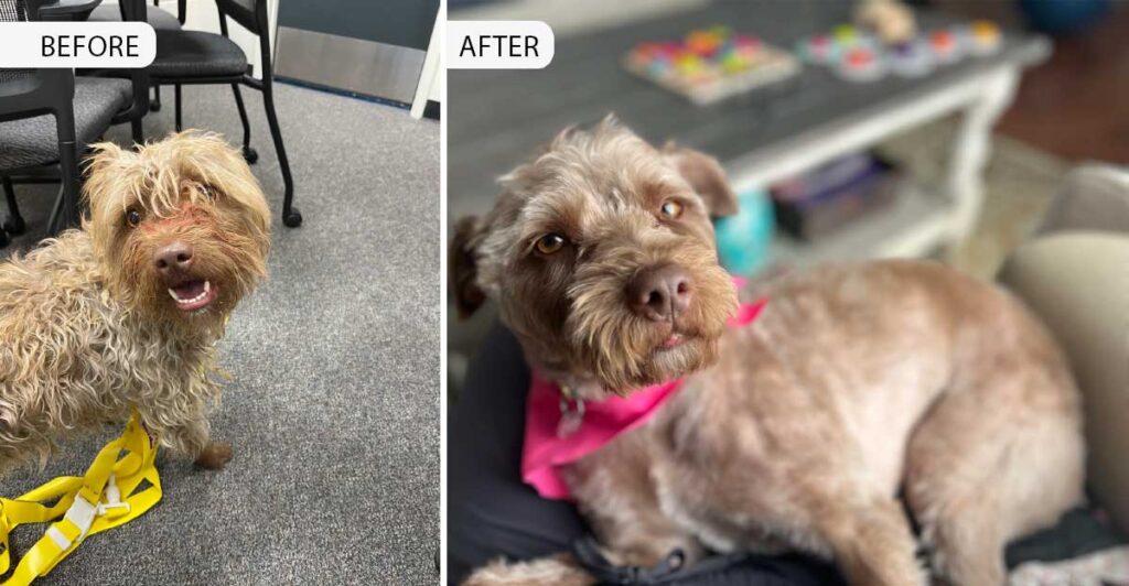 The Power of Kindness: Redditor Transforms Abandoned Dog's Life