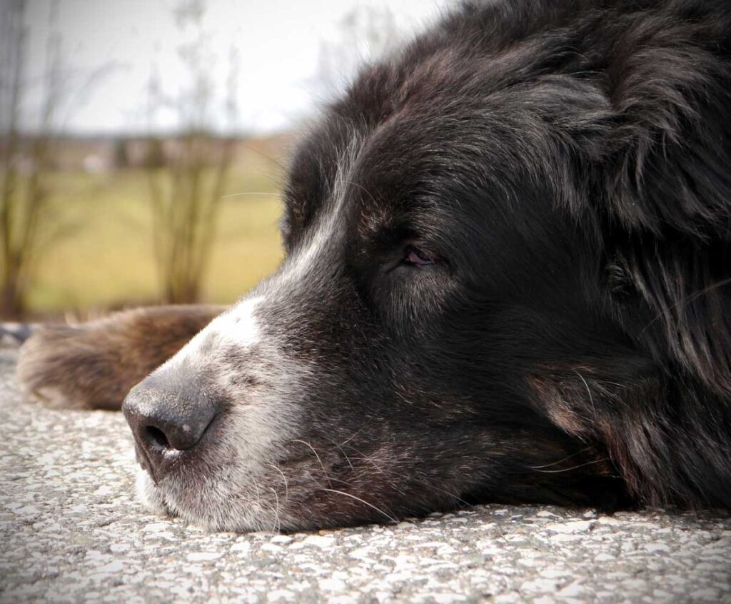 What To Expect From Living With An Older Dog