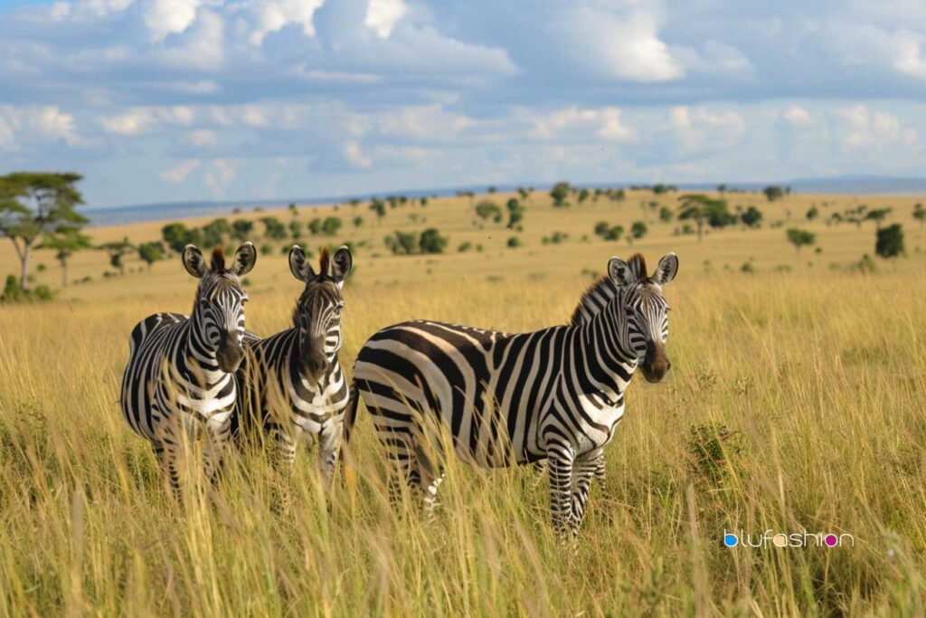 Zebra Plains Mara Camp: A Safari Haven for Families